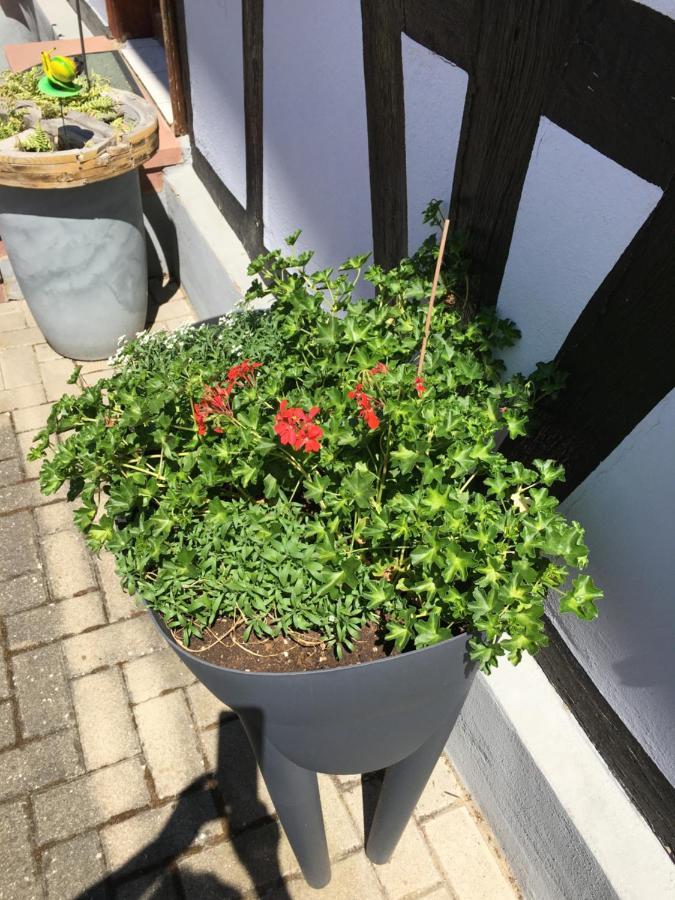 Bienvenue En Alsace Apartment Huttenheim Екстериор снимка