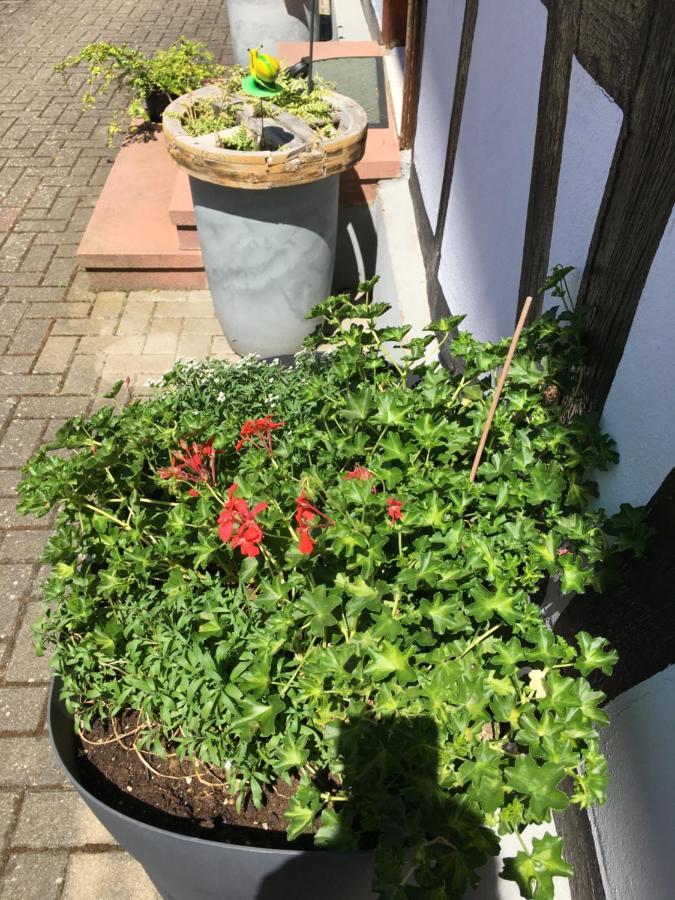 Bienvenue En Alsace Apartment Huttenheim Екстериор снимка